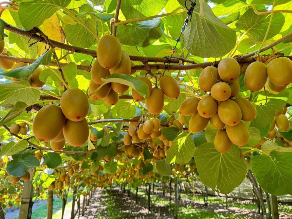 Kiwi vàng NewZealand Zespri từ hình ảnh 199